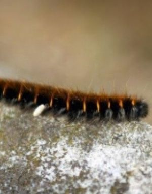 Lutte contre les chenilles processionnaires