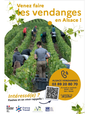Venez faire les vendanges en Alsace!