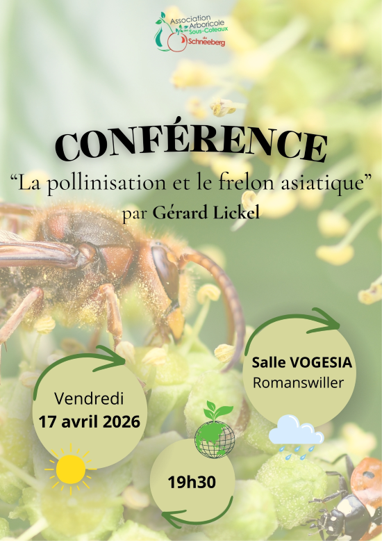 Conf&eacute;rence frelon asiatique