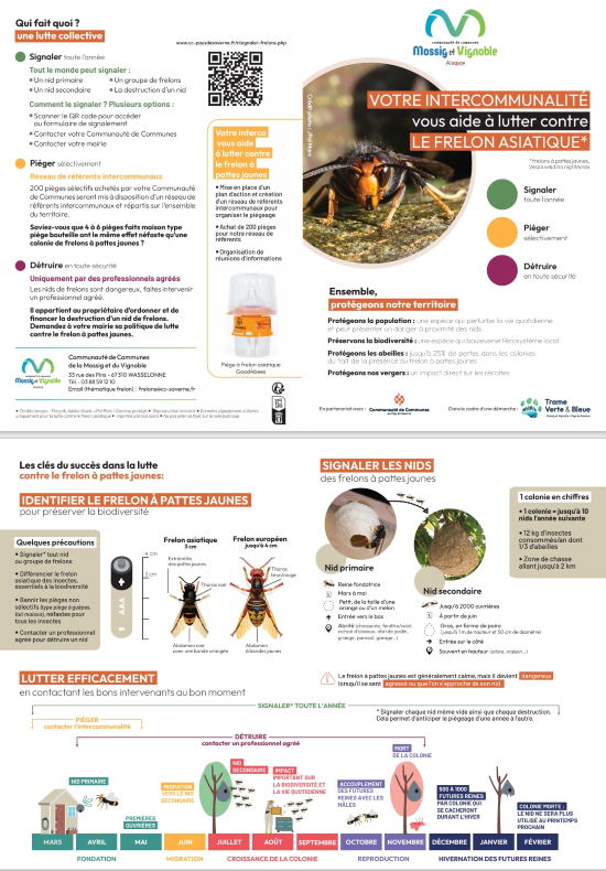 Flyer frelon asiatique