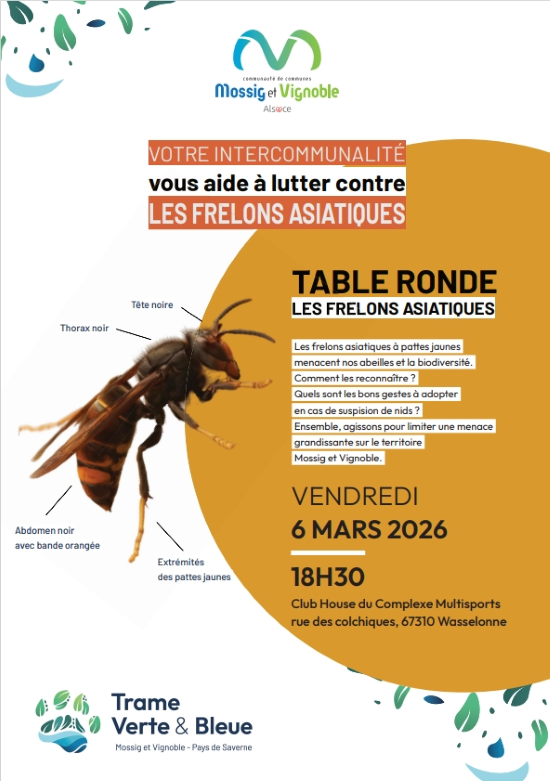 Sensibilisation frelon asiatique