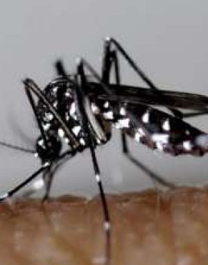 Lutte contre le chikungunya et la dengue